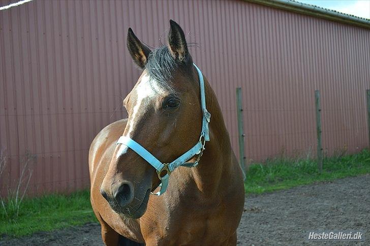 Anden særlig race Nikoline *SOLGT* - taget af Mette Madsen:P billede 15