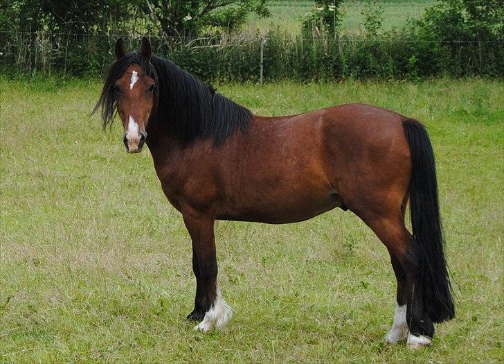 Welsh Cob (sec D) Lillelunds D'Artagnan - En lidt tyk Tanni på sommergræs 2011 billede 11