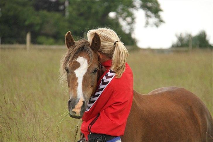 Welsh Pony (sec B) Stendyssens Sunshine - Du betyder mere end noget andet for mig! Tak for alt det du gør for mig skat! <3 Jeg elsker dig. Foto. Jeanett. billede 17