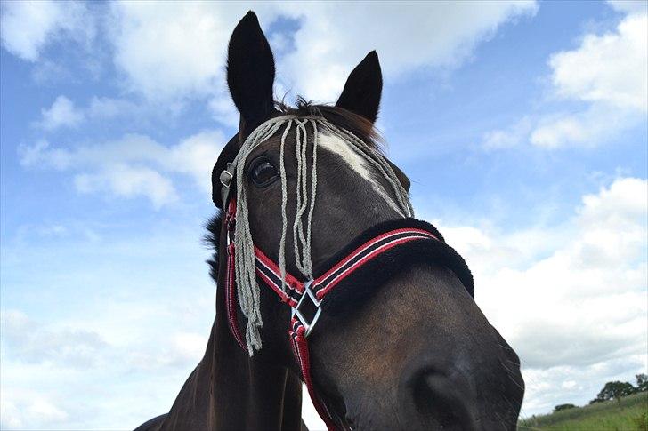 Fuldblod (XX) Nørregaardens Harlekin - Smukke hest!!! billede 3