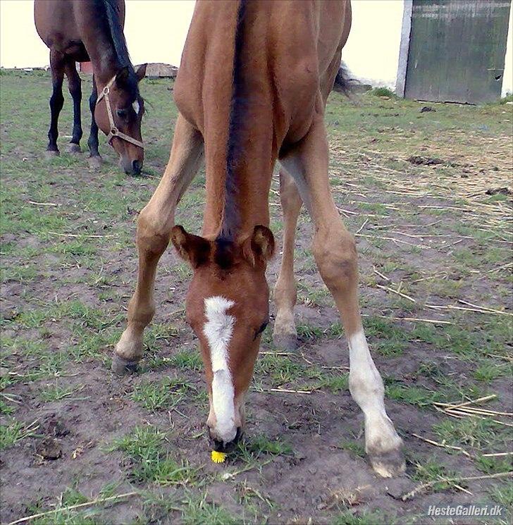 Anden særlig race Søndergårds Cavallie - Cavallie som føl, lånt af Marie :) billede 14