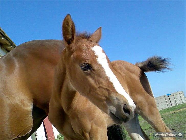 Anden særlig race Søndergårds Cavallie - Cavallie som føl, lånt af Marie :) billede 9