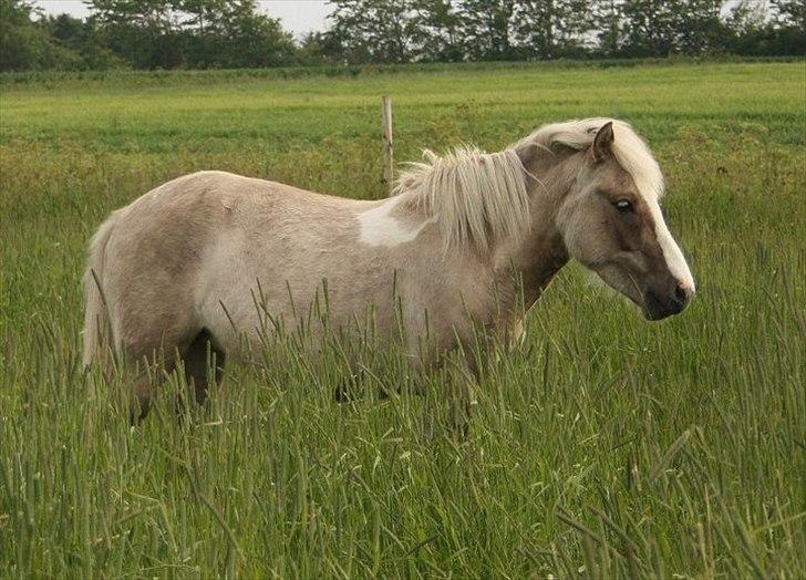 Islænder Fína fra Stald Prahl - kun en lille smule græs :)
Heaven xD billede 5