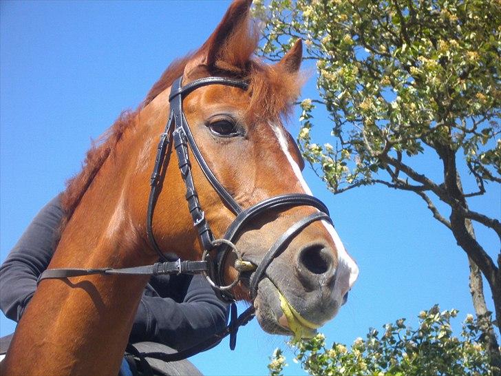 Anden særlig race Lady billede 8