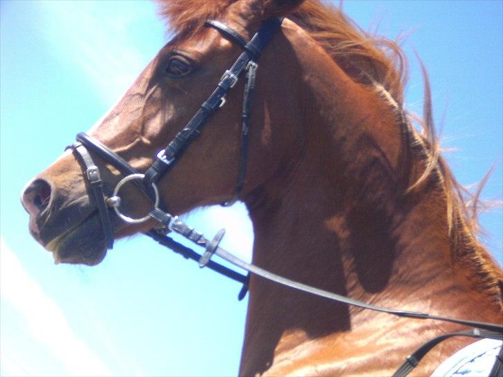 Anden særlig race Lady - er jeg ikke bare flot;D Foto: Agnes:) billede 14