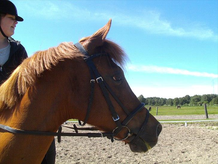 Anden særlig race Lady - <3 Foto: agnes:) billede 9