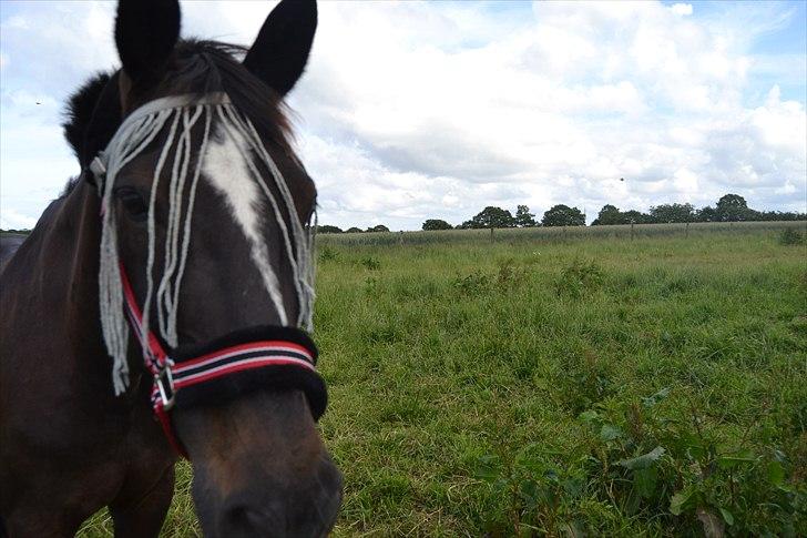 Fuldblod (XX) Nørregaardens Harlekin billede 4