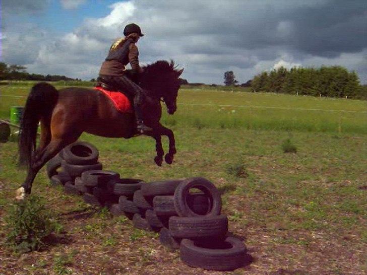 Oldenborg Rosenhavens Sindi - første gang vi springer :) hun var super :) selv over en "mur" af bildæk! :D <3 billede 7