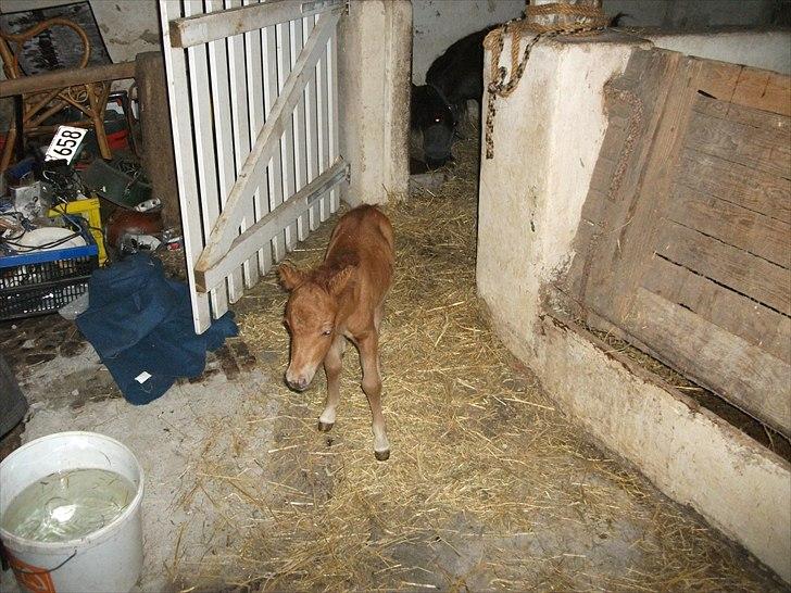 Anden særlig race Vaseli's Born Quite Easy - I stalden 
*foto:mig* billede 14