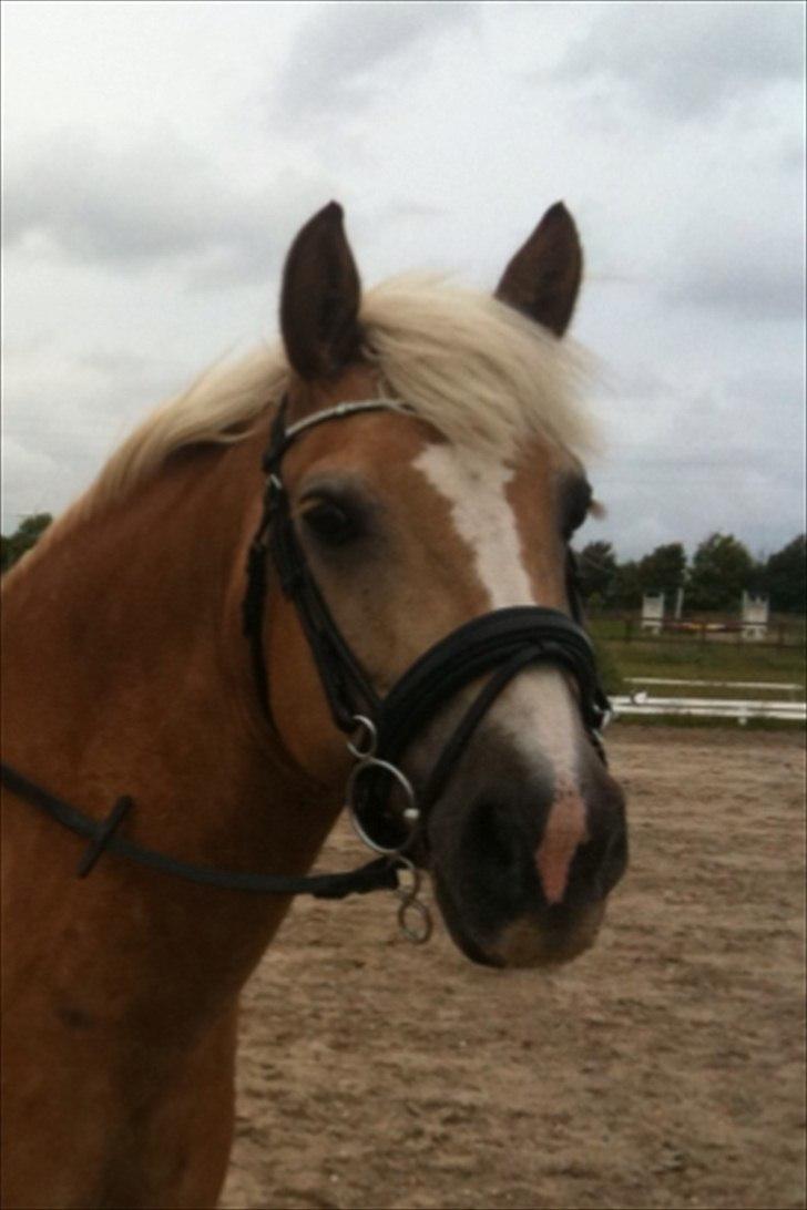 Haflinger Dexter - 22. juni 2011 billede 1