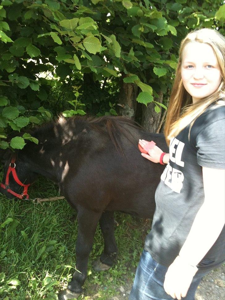 Shetlænder Thomsen billede 3