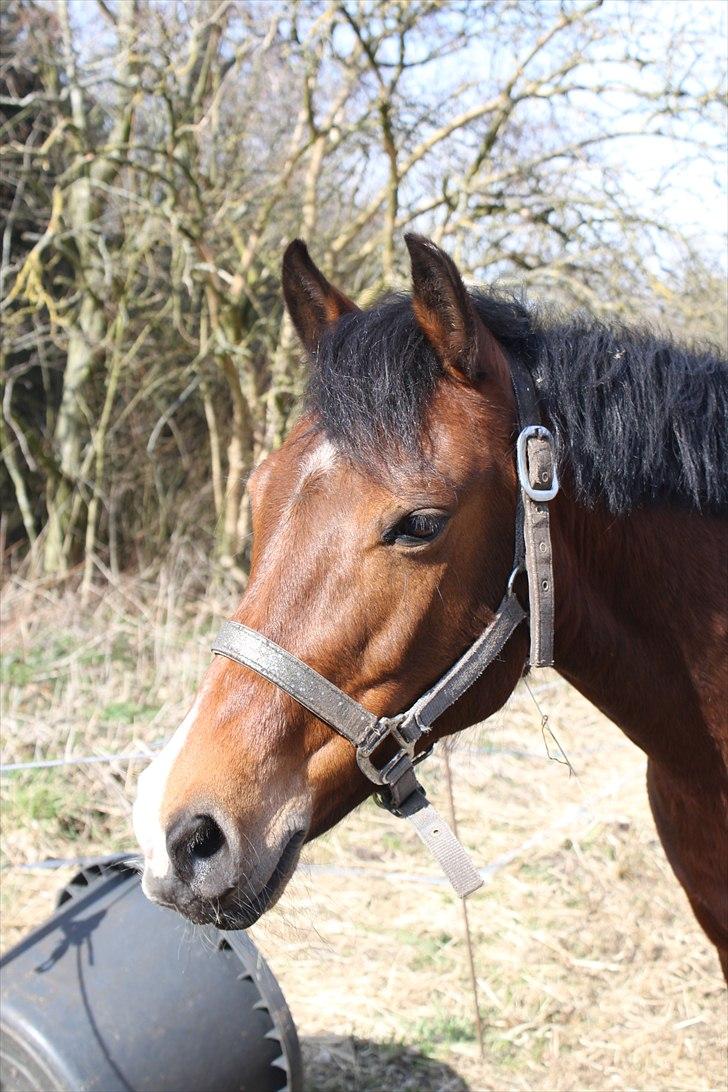 New Forest Golden Flicka Star - arhhhh billede 11