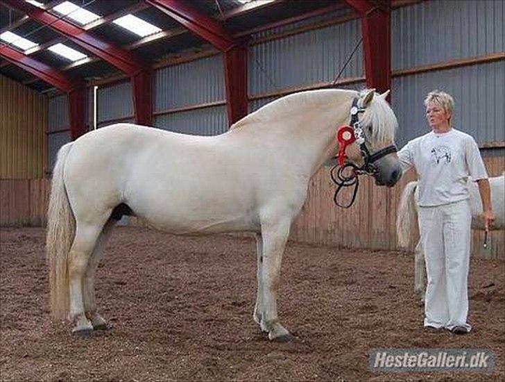 Fjordhest Højgårds Celia - celia ved kåring billede 6