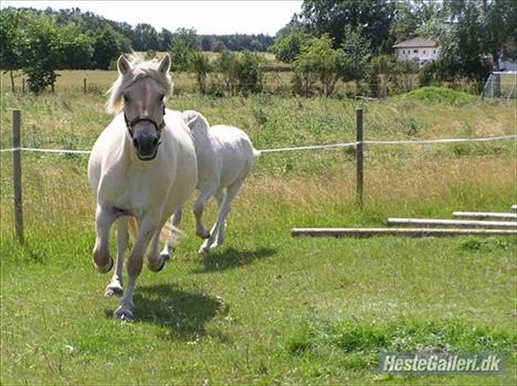 Fjordhest Højgårds Celia billede 7
