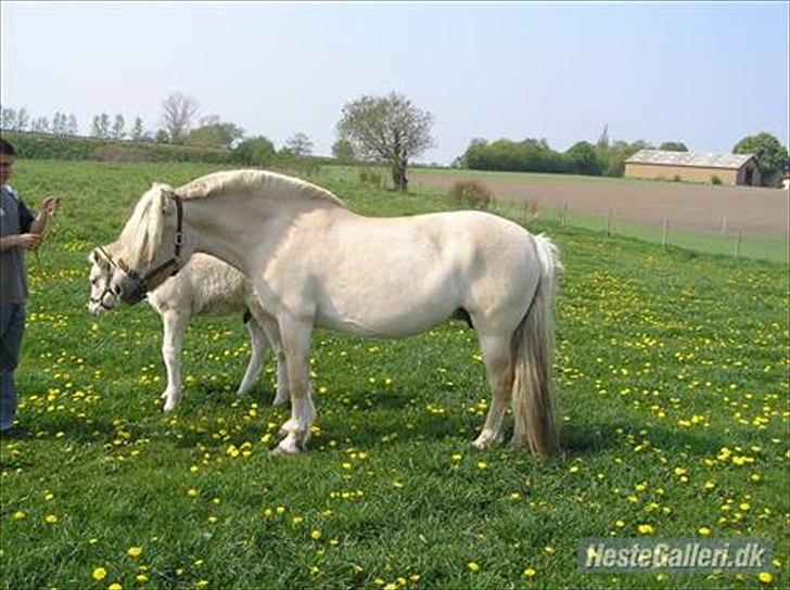 Fjordhest Højgårds Celia billede 8