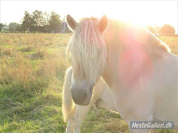 Fjordhest Højgårds Celia billede 9