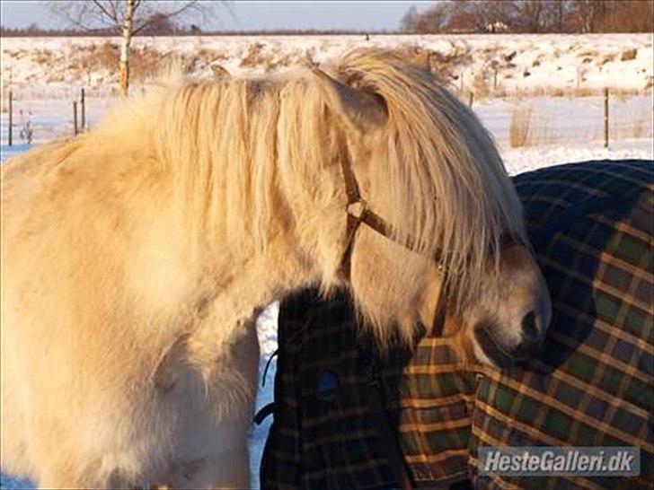 Fjordhest Højgårds Celia billede 10