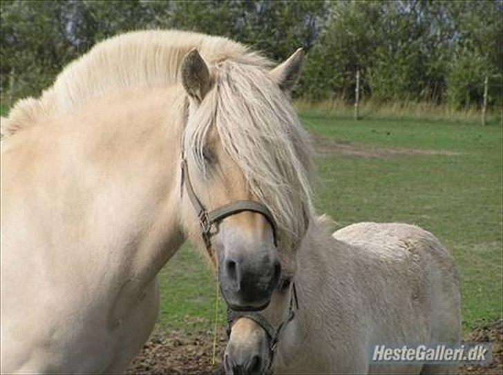 Fjordhest Højgårds Celia billede 11