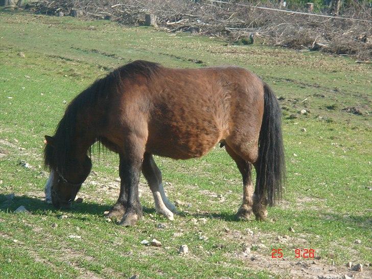 Shetlænder Solvangs Rosa billede 3