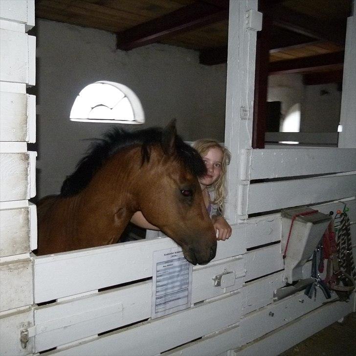 Welsh Pony (sec B) Mac Million   (Stubbumgårds Tobias) - Giv mig så den gulerod !!! billede 7