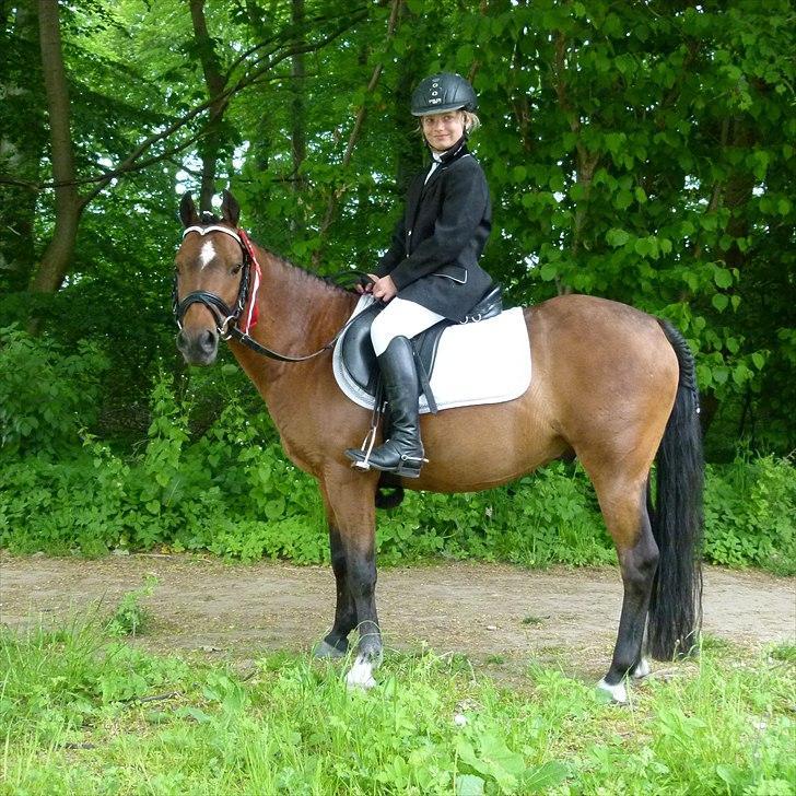 Welsh Pony (sec B) Mac Million   (Stubbumgårds Tobias) - vi vandt!!!! xDD' ;-*
Jeg har kun haft ham i 14 dage
 billede 12