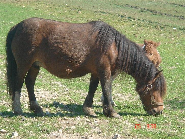 Shetlænder Solvangs Rosa billede 5