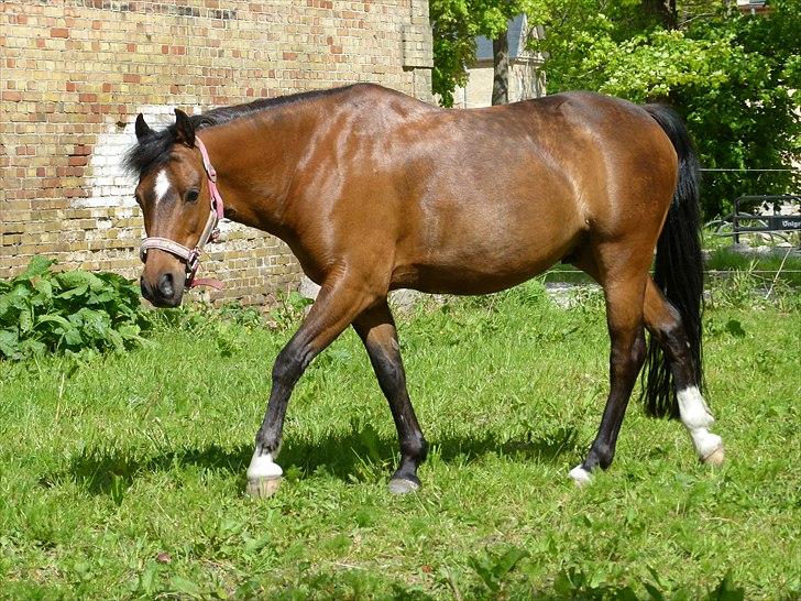 Welsh Pony (sec B) Mac Million   (Stubbumgårds Tobias) - Nyder livet på folden billede 13