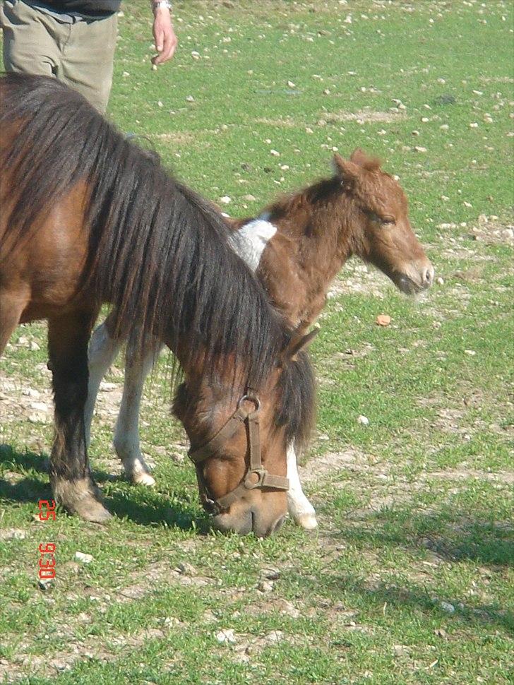 Shetlænder Solvangs Rosa billede 7