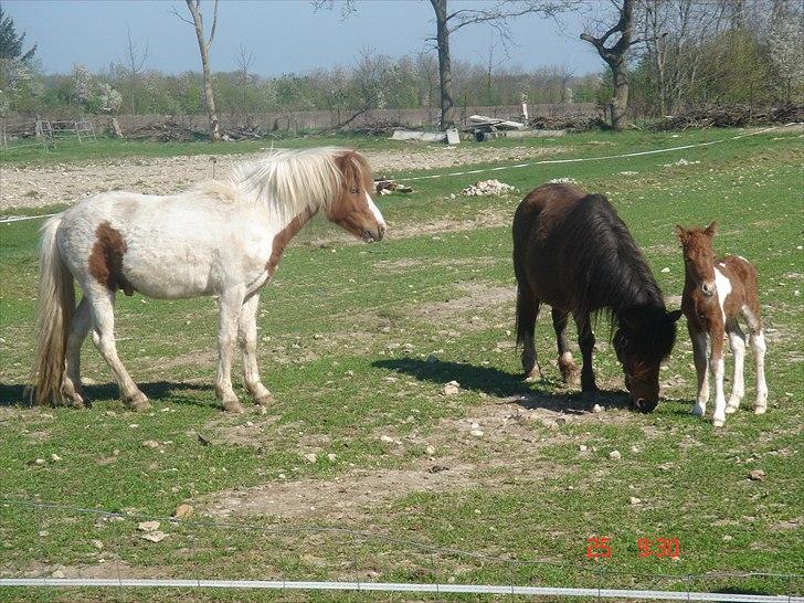 Shetlænder Solvangs Rosa billede 11