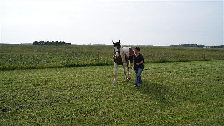 Pinto Quintano billede 7