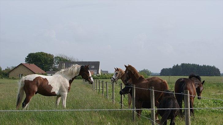 Pinto Quintano billede 8