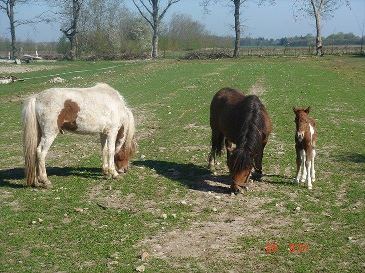 Shetlænder Solvangs Rosa billede 13