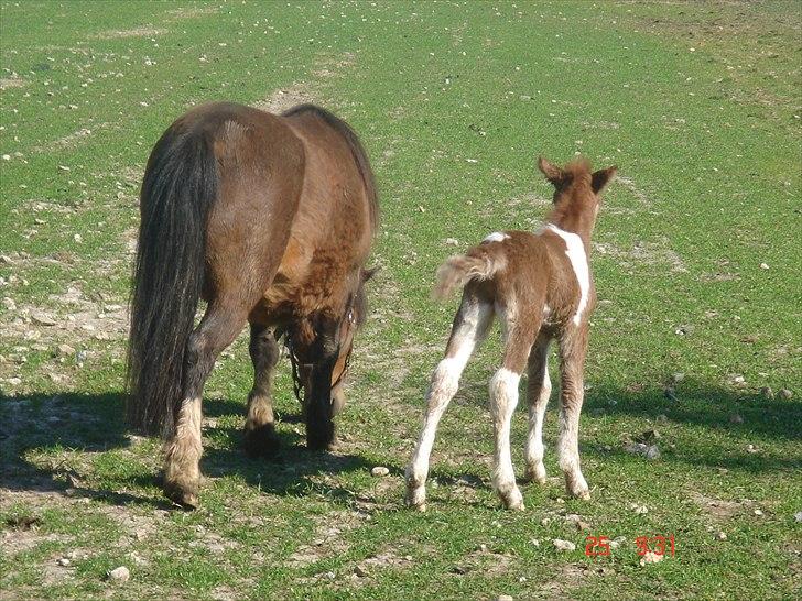 Shetlænder Solvangs Rosa billede 15