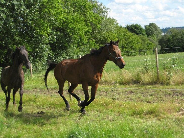 Fuldblod (XX) King Of York (SOLGT) billede 6