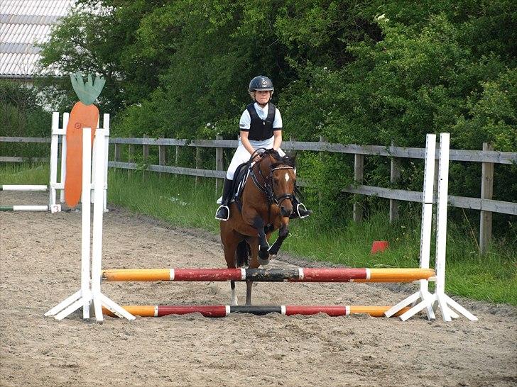 Welsh Pony (sec B) Mac Million   (Stubbumgårds Tobias) - Pinsestævne på Hesselrød. Flot 0-runde i 50 cm spring billede 16