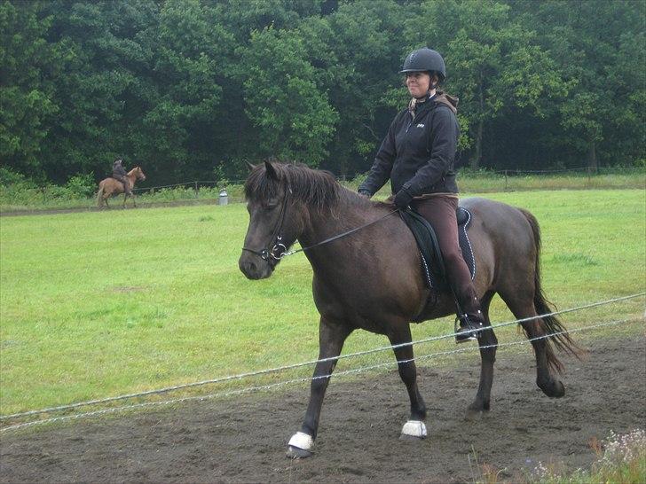 Islænder Svadilfari fra Godrumgård (solgt) billede 14