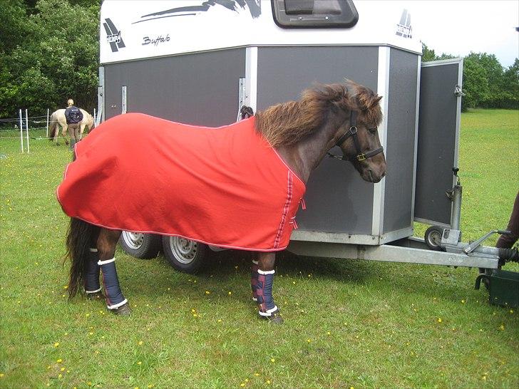 Islænder Svadilfari fra Godrumgård (solgt) billede 15