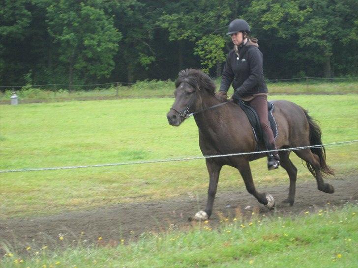 Islænder Svadilfari fra Godrumgård (solgt) billede 16