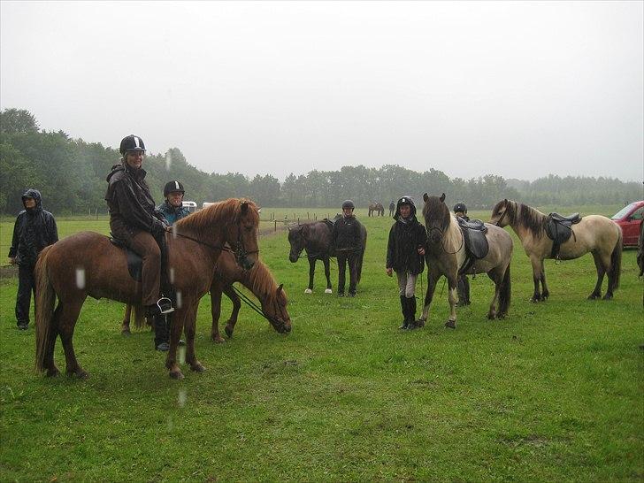 Islænder Svadilfari fra Godrumgård (solgt) billede 17