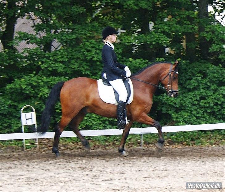 Connemara Maskenkol's Rebelix - Rebelix og mig til stævne i Hyllebjerg:D  billede 16