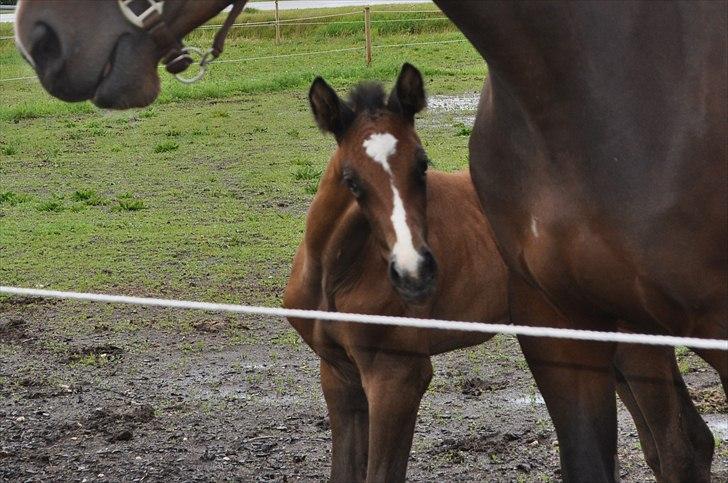 Dansk Varmblod Sølbecks Quisess billede 5