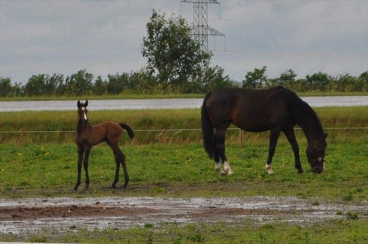 Dansk Varmblod Sølbecks Quisess - 9 dage gammel billede 6