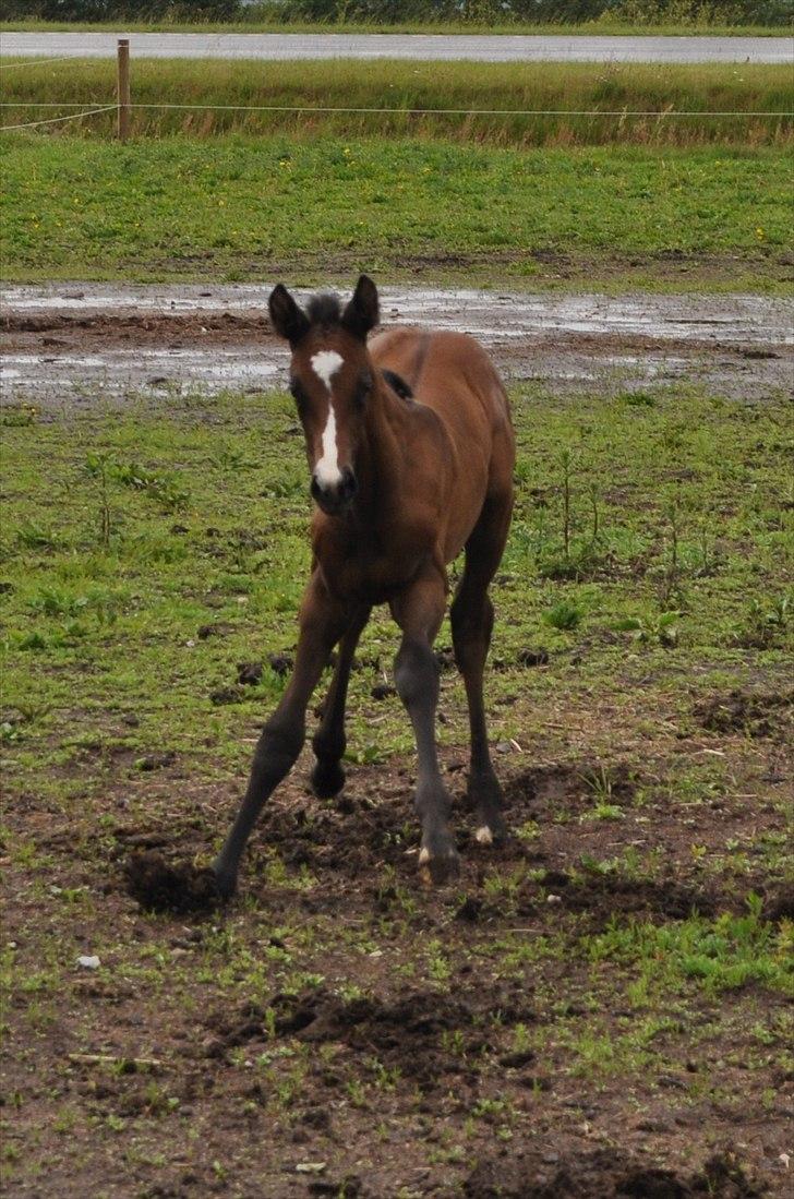 Dansk Varmblod Sølbecks Quisess - WoW fuld stop!!!! Hvem er du???? billede 7