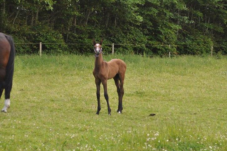 Dansk Varmblod Sølbecks Quisess - Det er mig der er prinsessen :O) billede 8