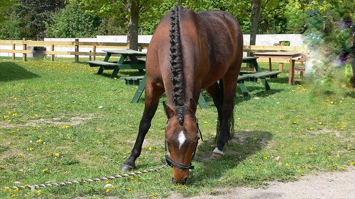 Welsh Pony (sec B) Mac Million   (Stubbumgårds Tobias) - på vej til vores første stævne sammen billede 5