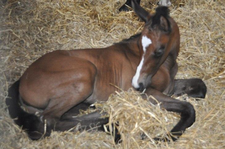 Dansk Varmblod Sølbecks Quisess - Sesse 12 timer gammel..... billede 4