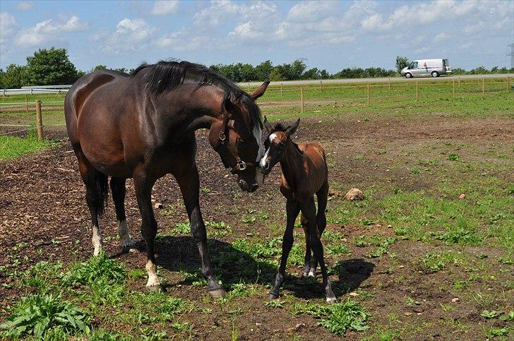 Dansk Varmblod Sølbecks Quisess - Myzzer med moar :) billede 9