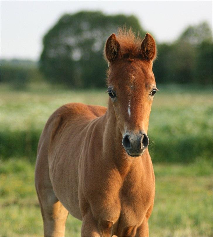 Arabisk fuldblod (OX) Frajana billede 18