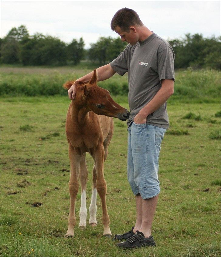 Arabisk fuldblod (OX) Frajana billede 19