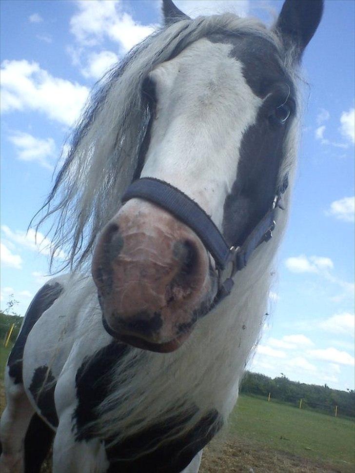 Tinker Oenghus Of Ireland (Rider) billede 1